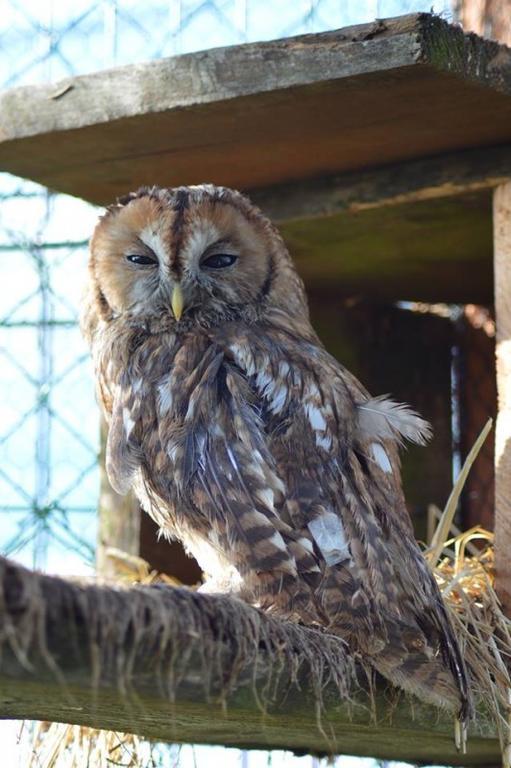Agroturystyka Klekusiowo Boleslawiec  Bagian luar foto