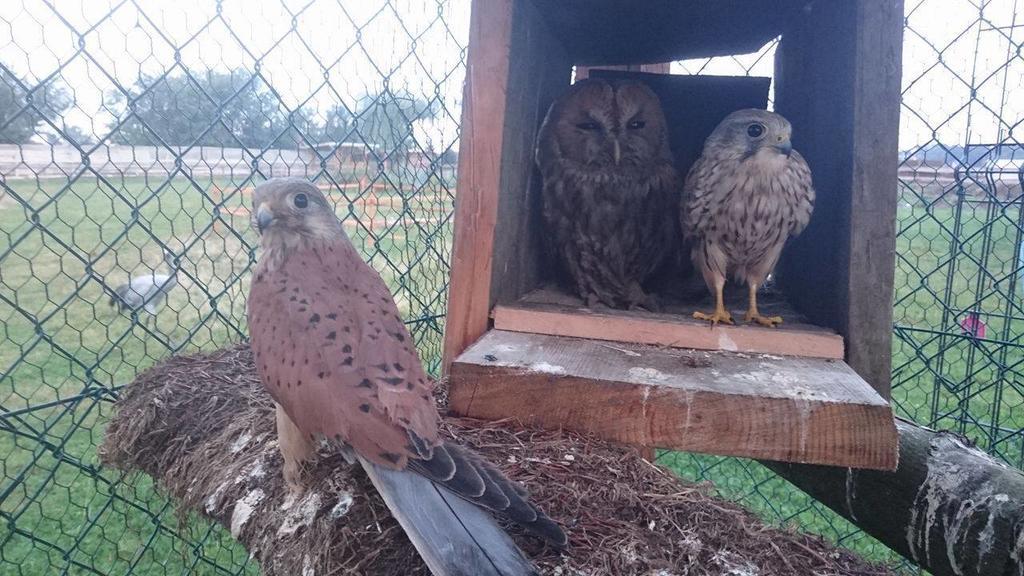 Agroturystyka Klekusiowo Boleslawiec  Bagian luar foto